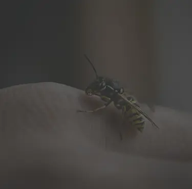 En geting som sitter på en hand ger ett getingstick